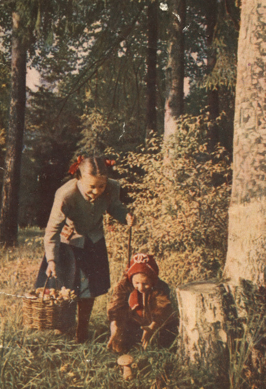 1954г.сбор грибов