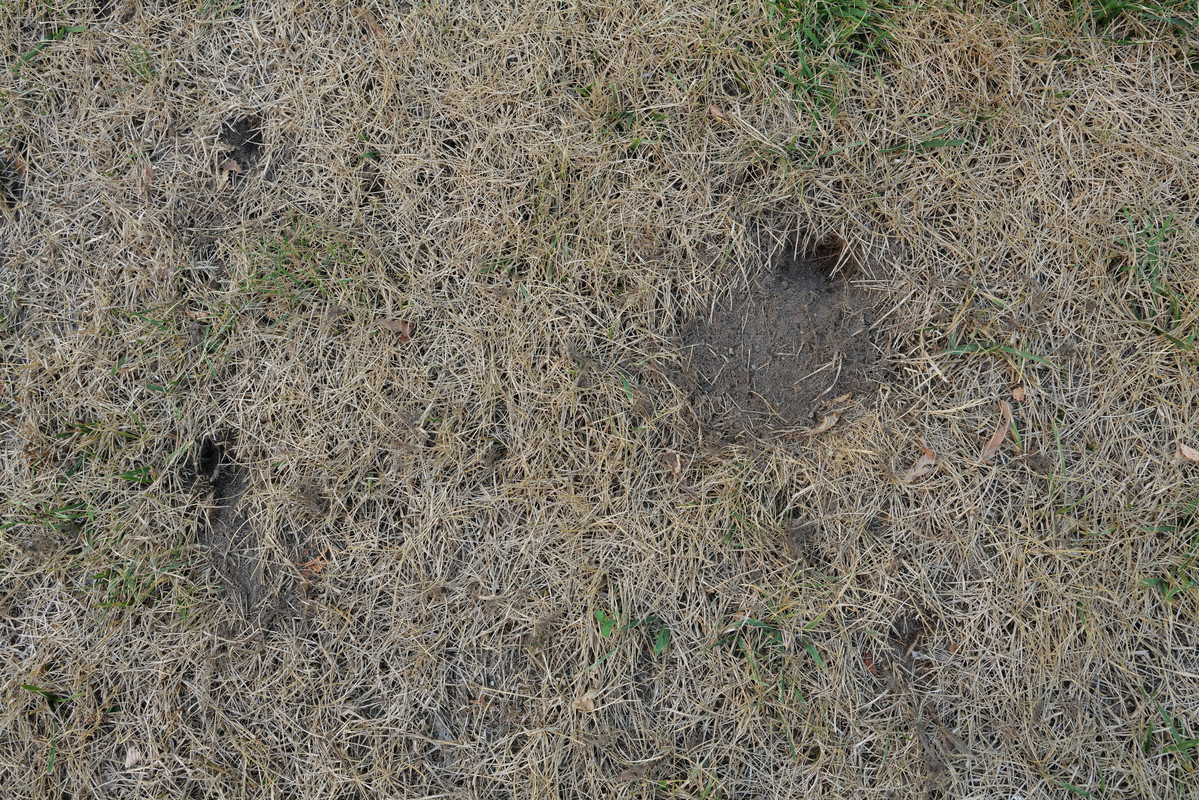 Holes from blackbirds