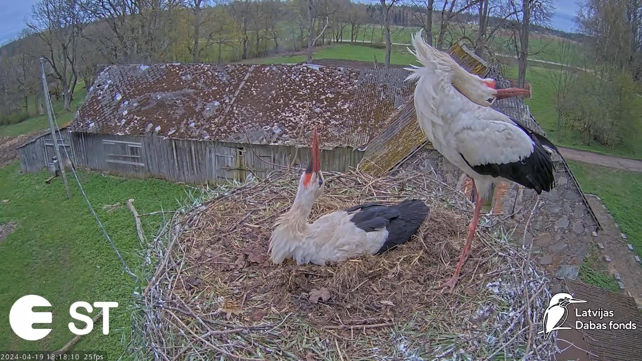 Baltie stārķi (Ciconia ciconia) Tukuma novadā - LDF tiešraide __ White storks in Tukums, Latvia 14-2