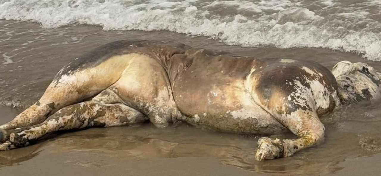 664772747-1290682639675925-1028979932387386991-n