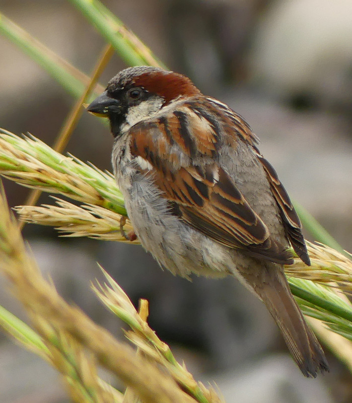 SPARROW 11 180724