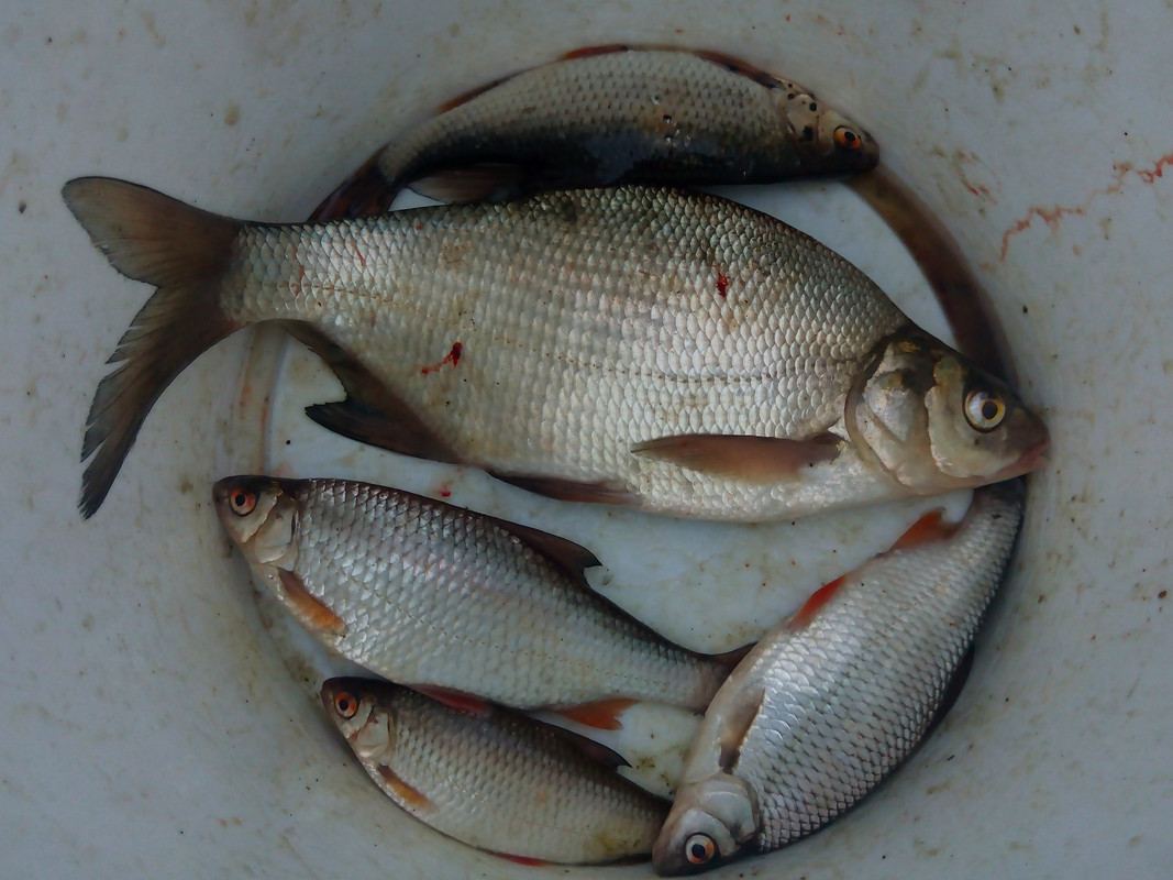 Бетонка Мотозаводов 06.09.2015 07