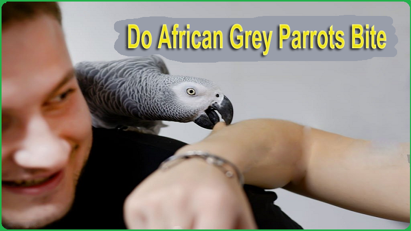 African Grey Parrots Bite