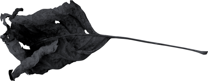 Autumn Witchery (131)