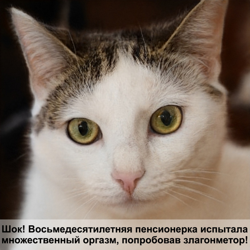 мраморная кошка фото