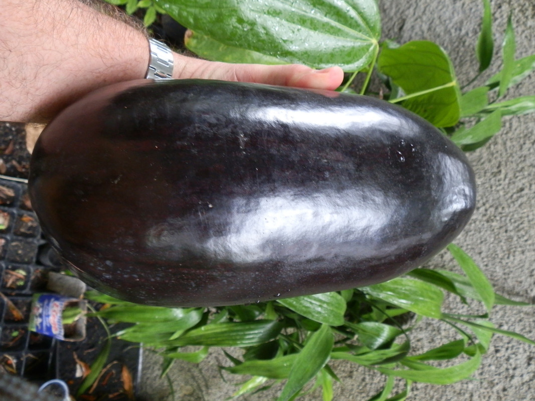 Sicana odorifera (6)