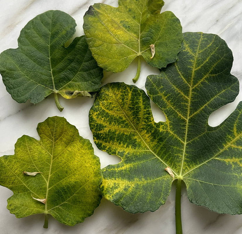figs-812.jpg