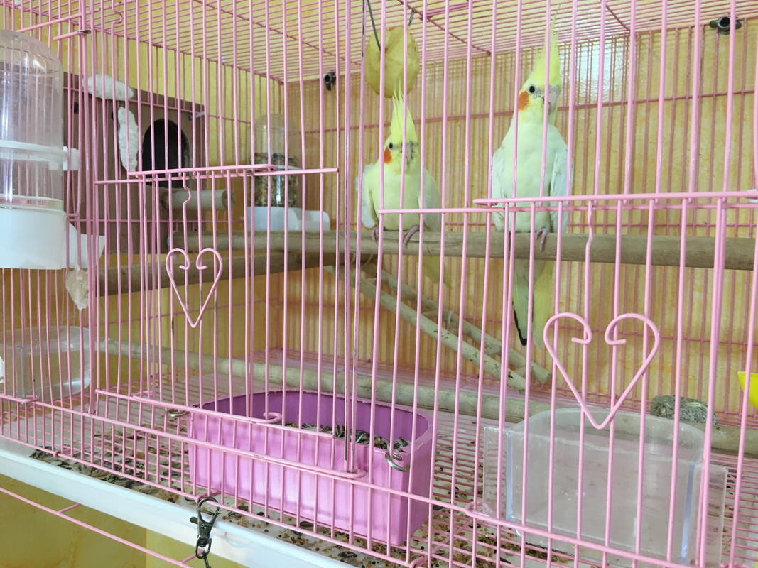 صورة