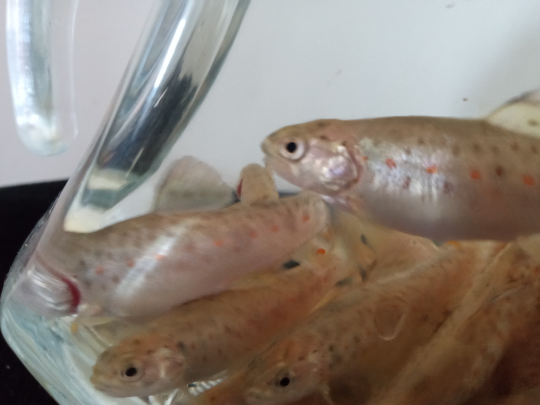 bnt 3:19 fingerlings red spots