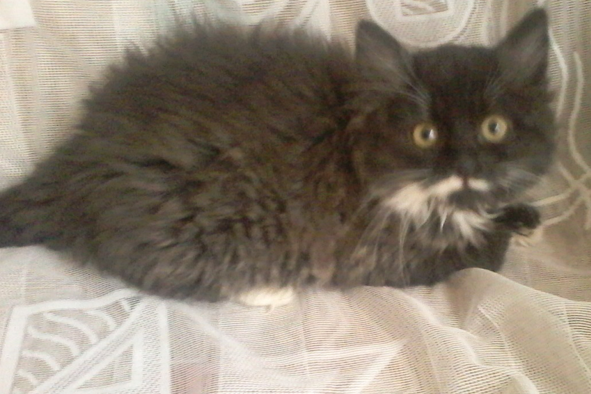 КотенокУборевича3-1