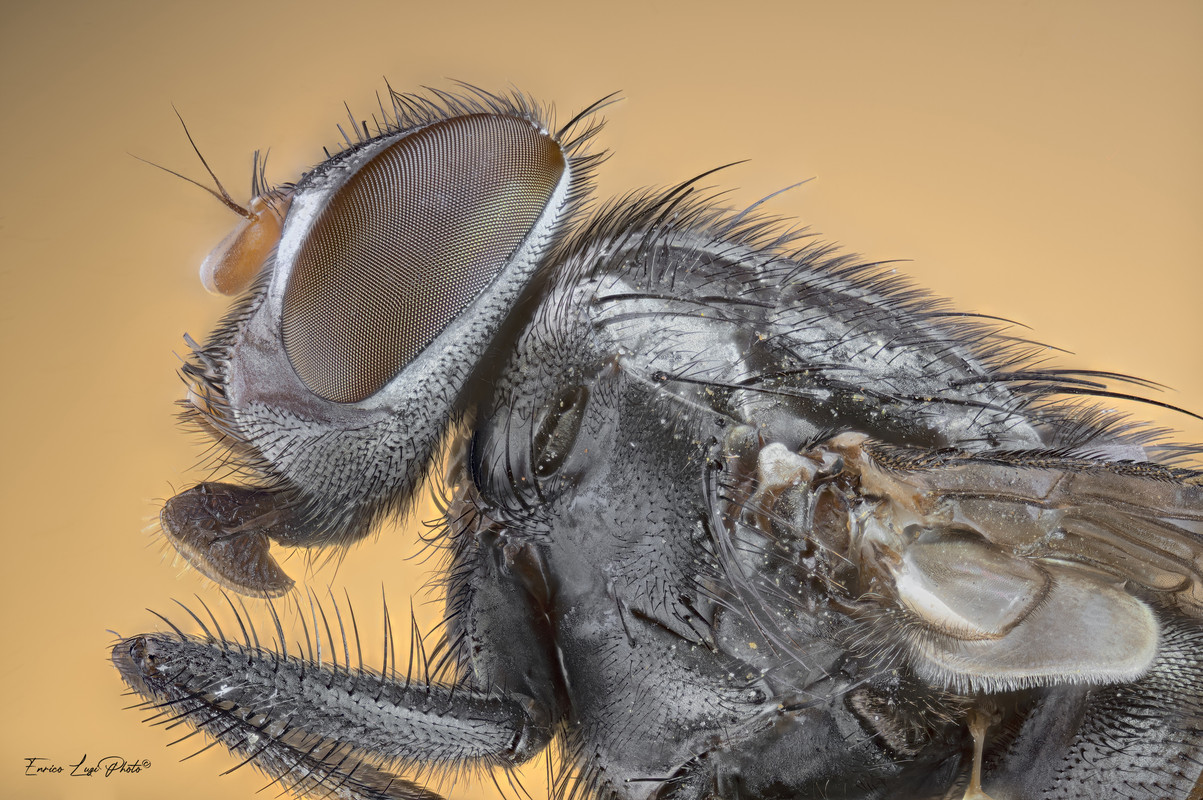 Musca domestica (Linneaus, 1758)4000