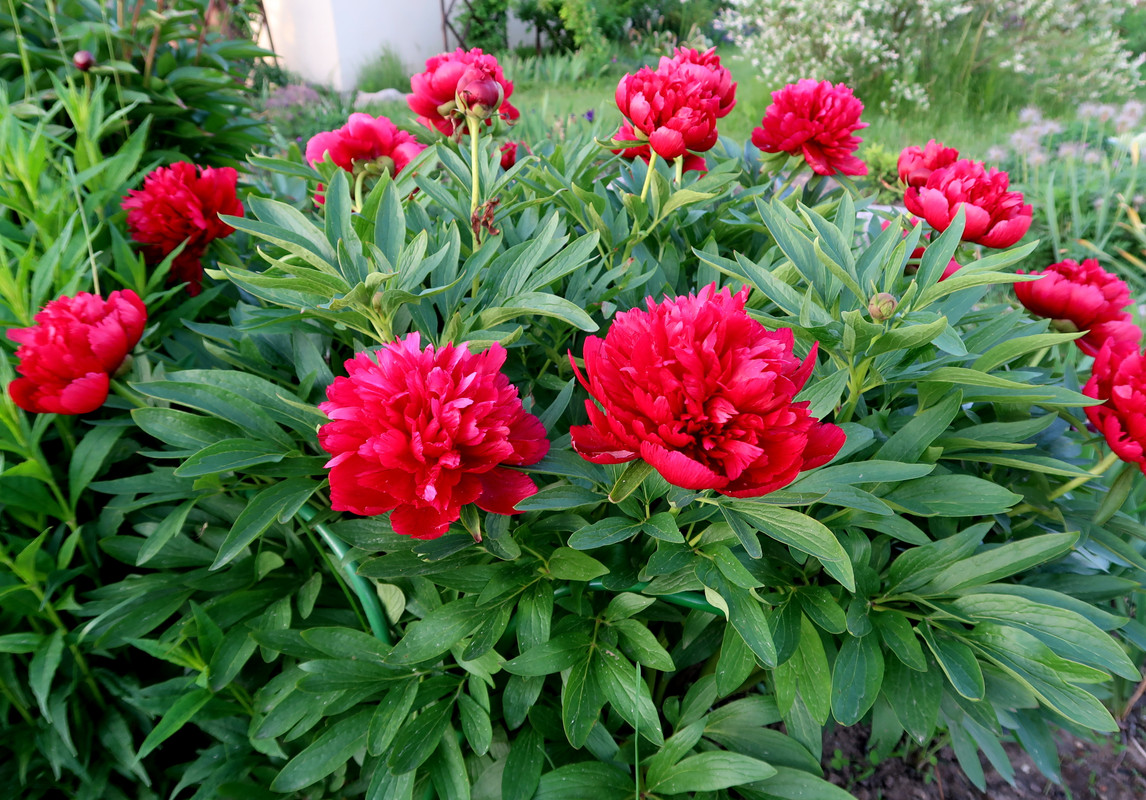 Пион officinalis Rubra Plena 2