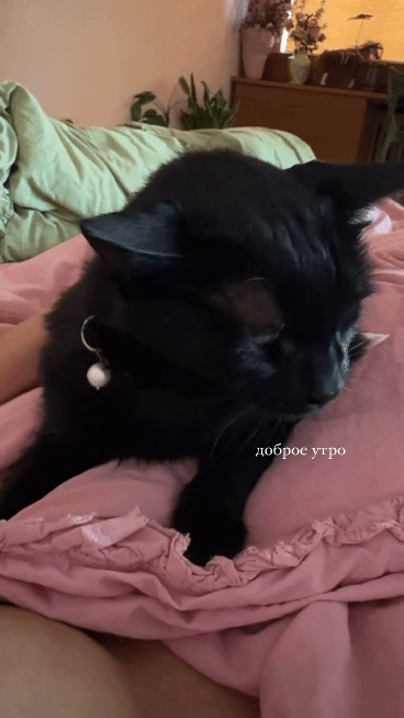 aHR0cHM6Ly9zY29udGVudC1hdGwzLTEuY2RuaW5zdGFncmFtLmNvbS9vMS92L3QxNi9mMS9tNzgvRjI0NDAxRkU0QjBCRTgxOEMy