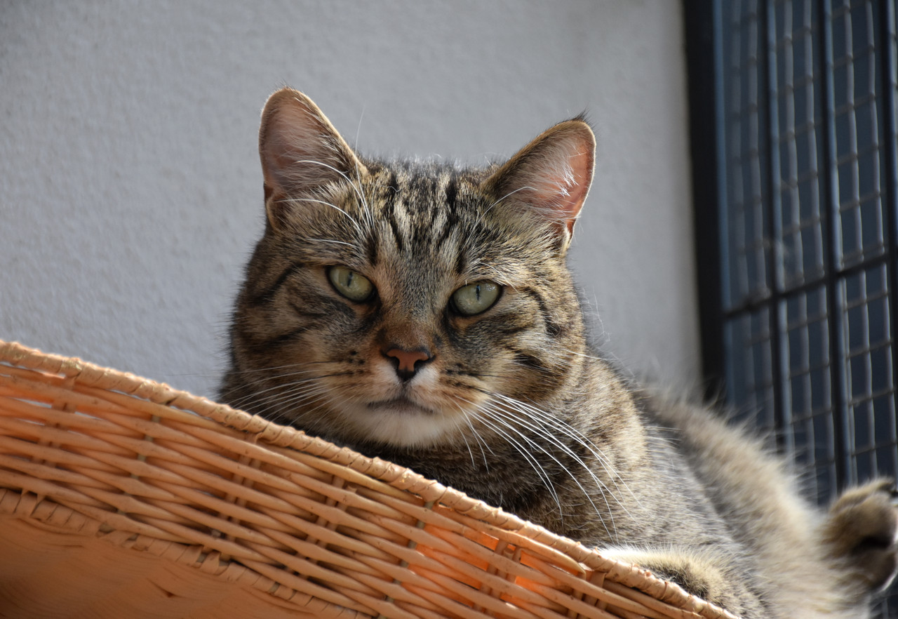 Slika