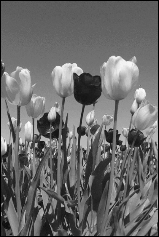 158894244450967216 (1)