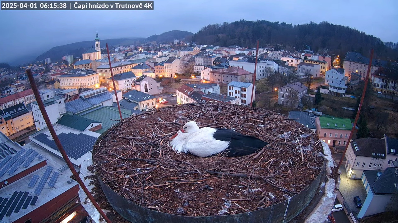 Tiešraidē no stārķa ligzdas uz alus darītavas skursteņa Trutnovā 9-5-13 screenshot