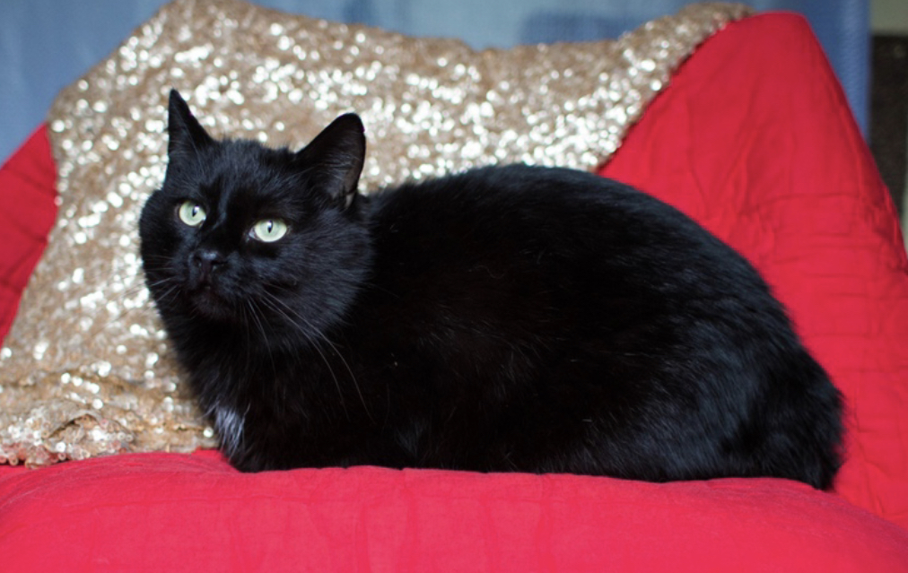 9010B96A-98D4-4ACC-8D0A-DCCC9E9D9ECE