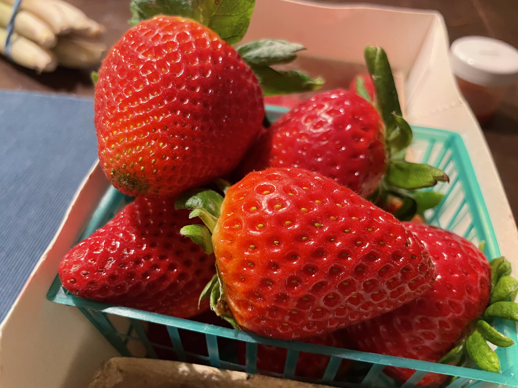 a photo of a little green plastic container holding big, bright red strawberries in it! imagine the juiciest strawberries you can think of.