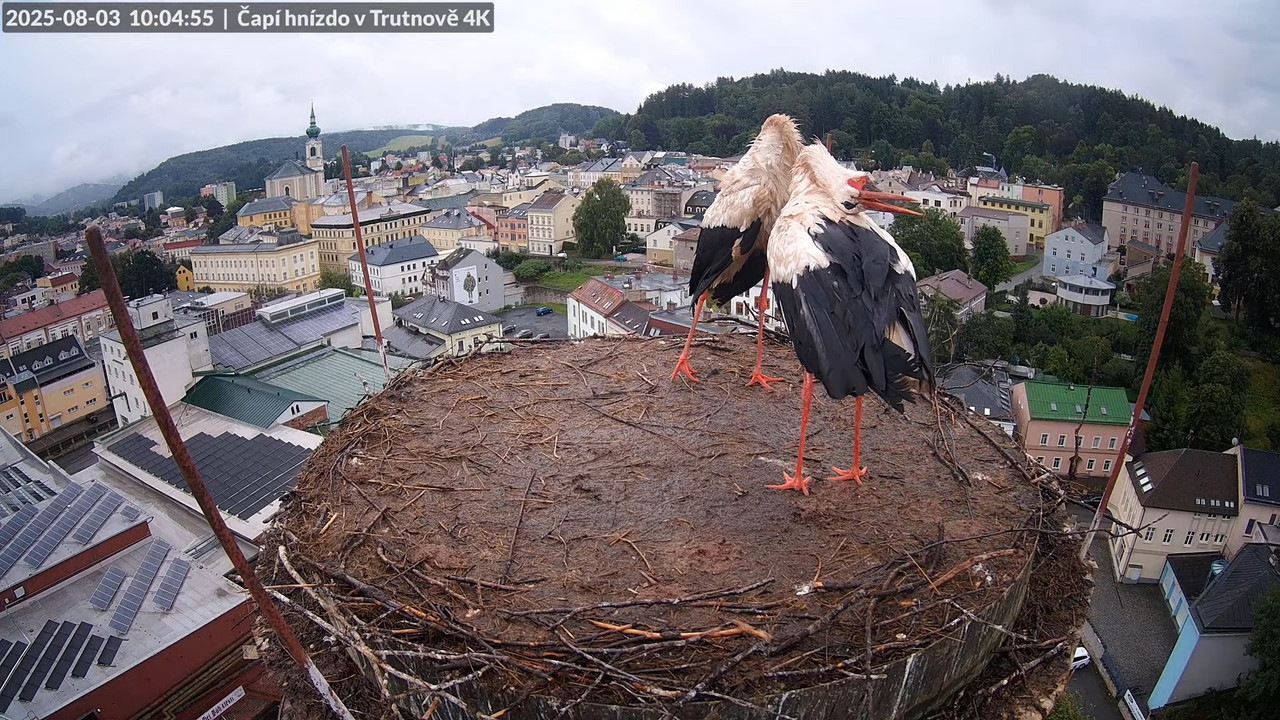 Tiešraide no stārķa ligzdas uz alus darītavas skursteņa Trutnovā 11-51-32 screenshot