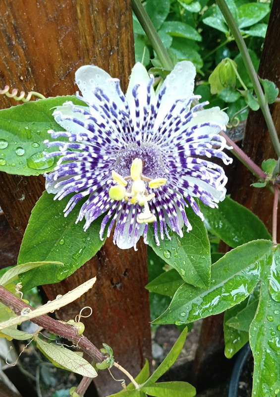 IMG_20250708_092702451