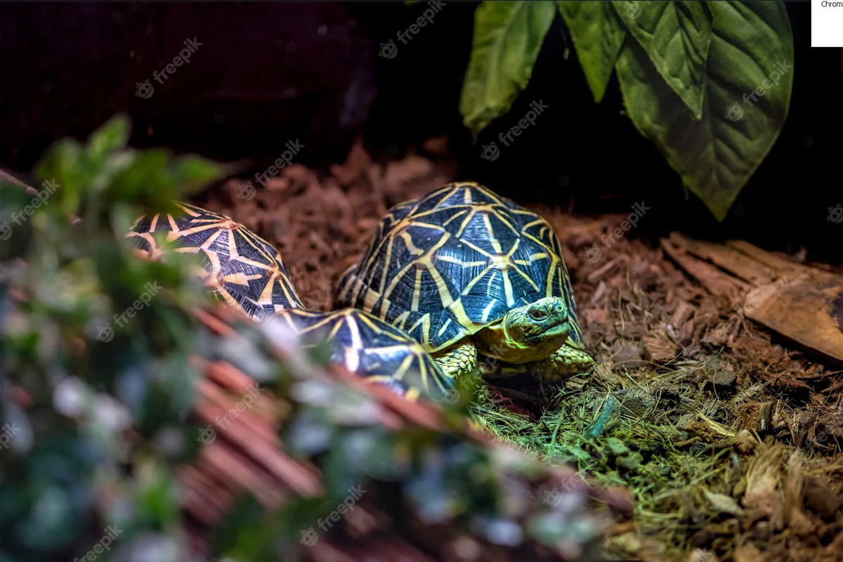 Tortugas en peligro de extinción fueron salvadas de entrar al tráfico ilegal