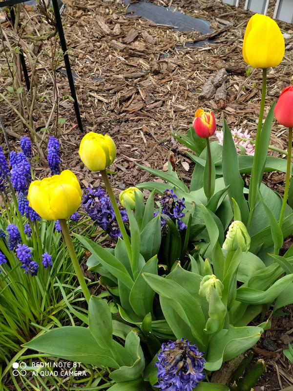 IMG_20210505_105248 (1)