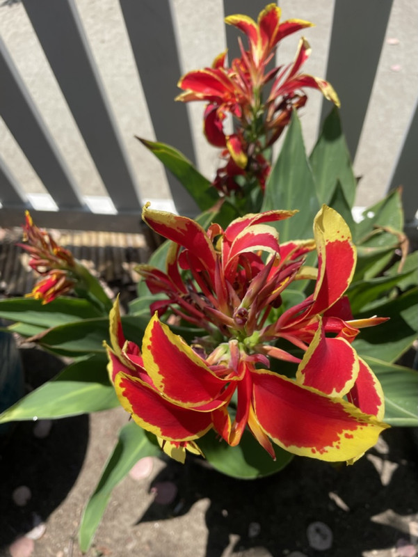 52CEF5E8-0F20-468B-9CB2-7879231D9E22_1_105_c