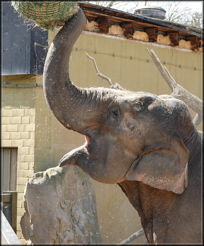 DSC09740-b.jpg