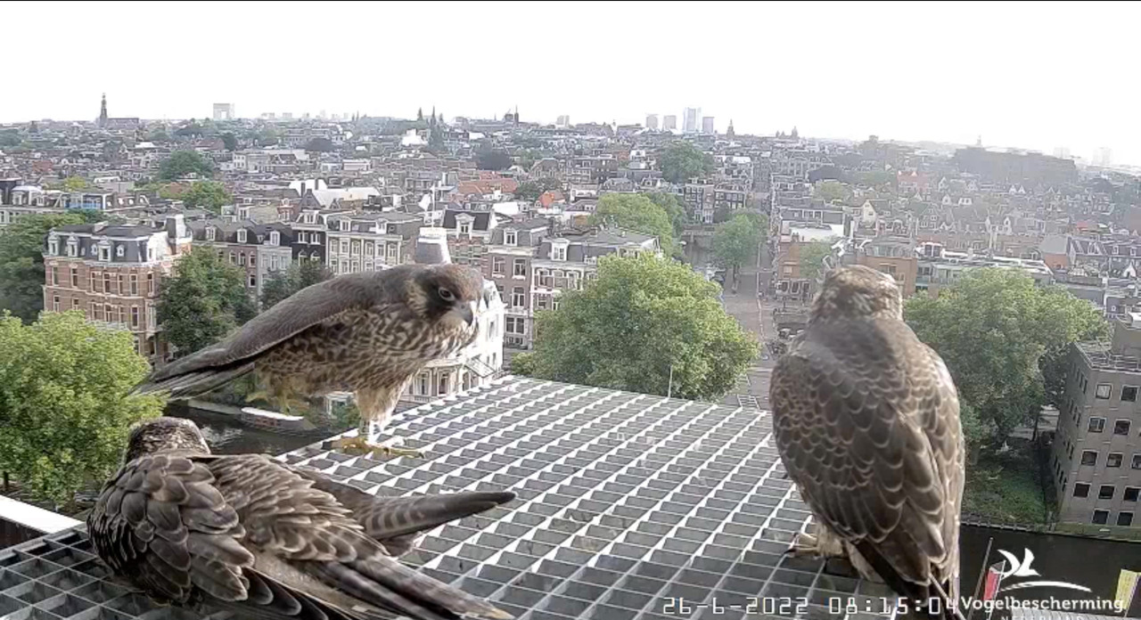 Amsterdam/Rijksmuseum screenshots © Beleef de Lente/Vogelbescherming Nederland - Pagina 33 Video-2022-06-26-081818-Moment-5