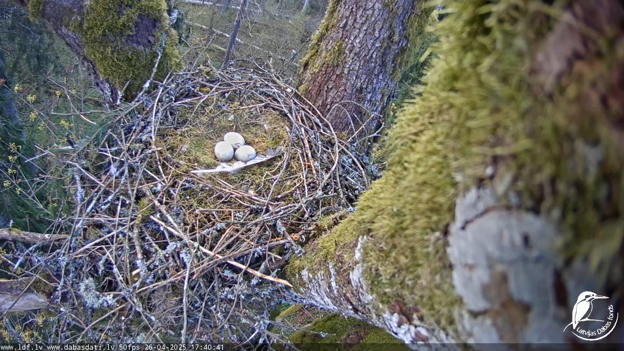 Melnās klijas (Milvus migrans) Kurzemē_ peļu klijāni (Buteo buteo) 14-41-11 screenshot