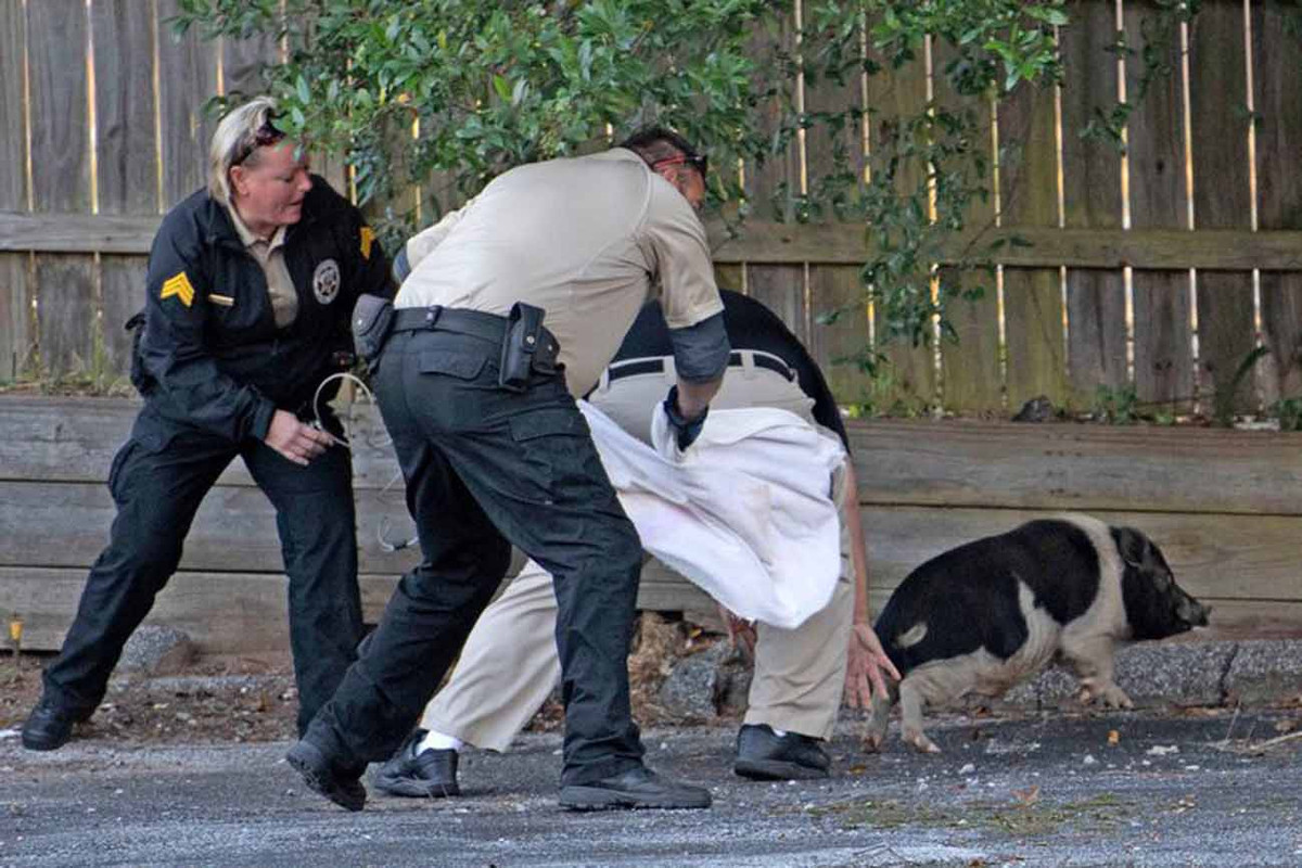 Cerdo desata persecución policíaca y las imágenes son bastante divertidas