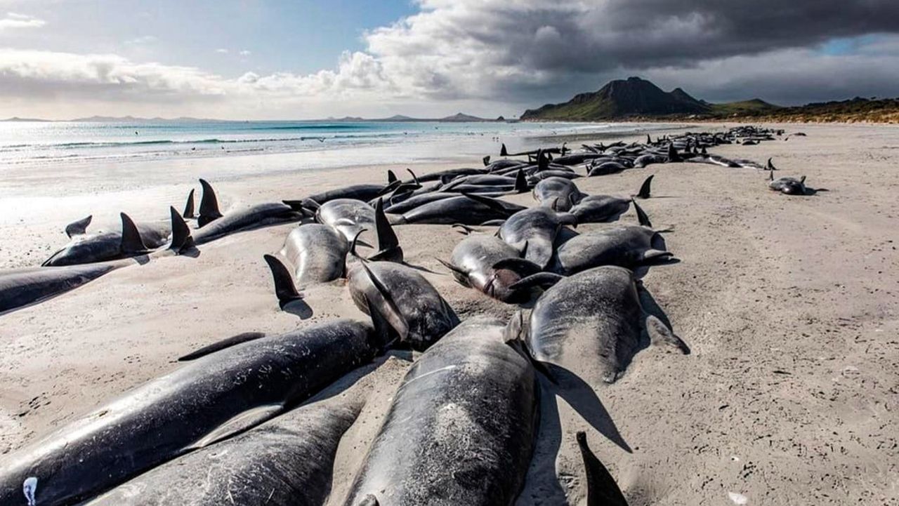 quasi 500 balene pilota arenate remoto arcipelago nuova zelanda