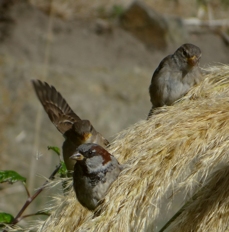 SPARROWS ON PAMPAS 5 03082324