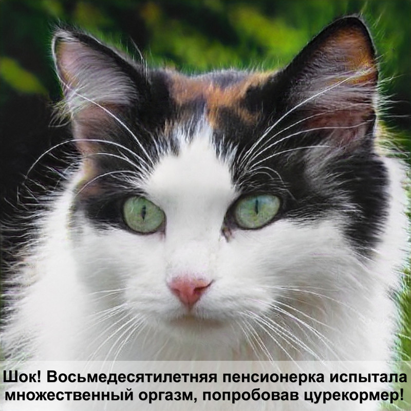 большой лоток для кошек