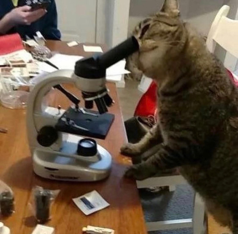 [Image: cat-scientist.jpg]