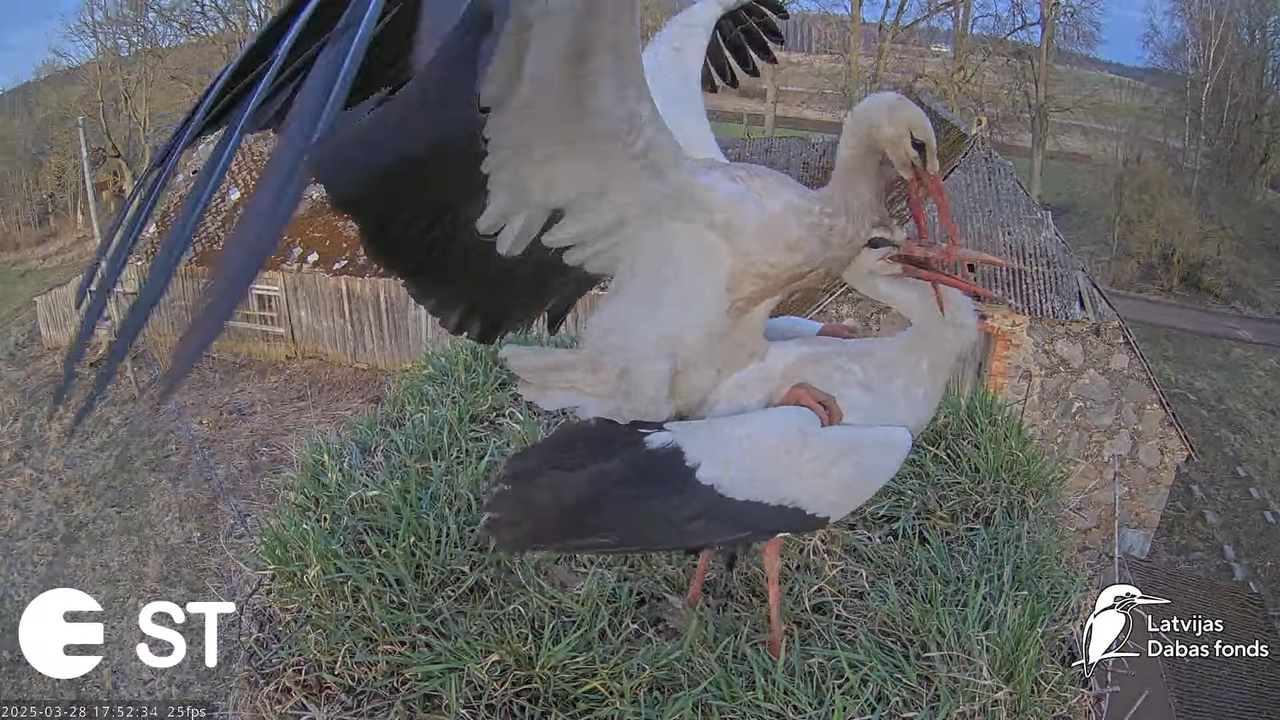 (16) Baltie stārķi (Ciconia ciconia) Tukuma novadā __ White storks in Tukums, Latvia - YouTube - 781
