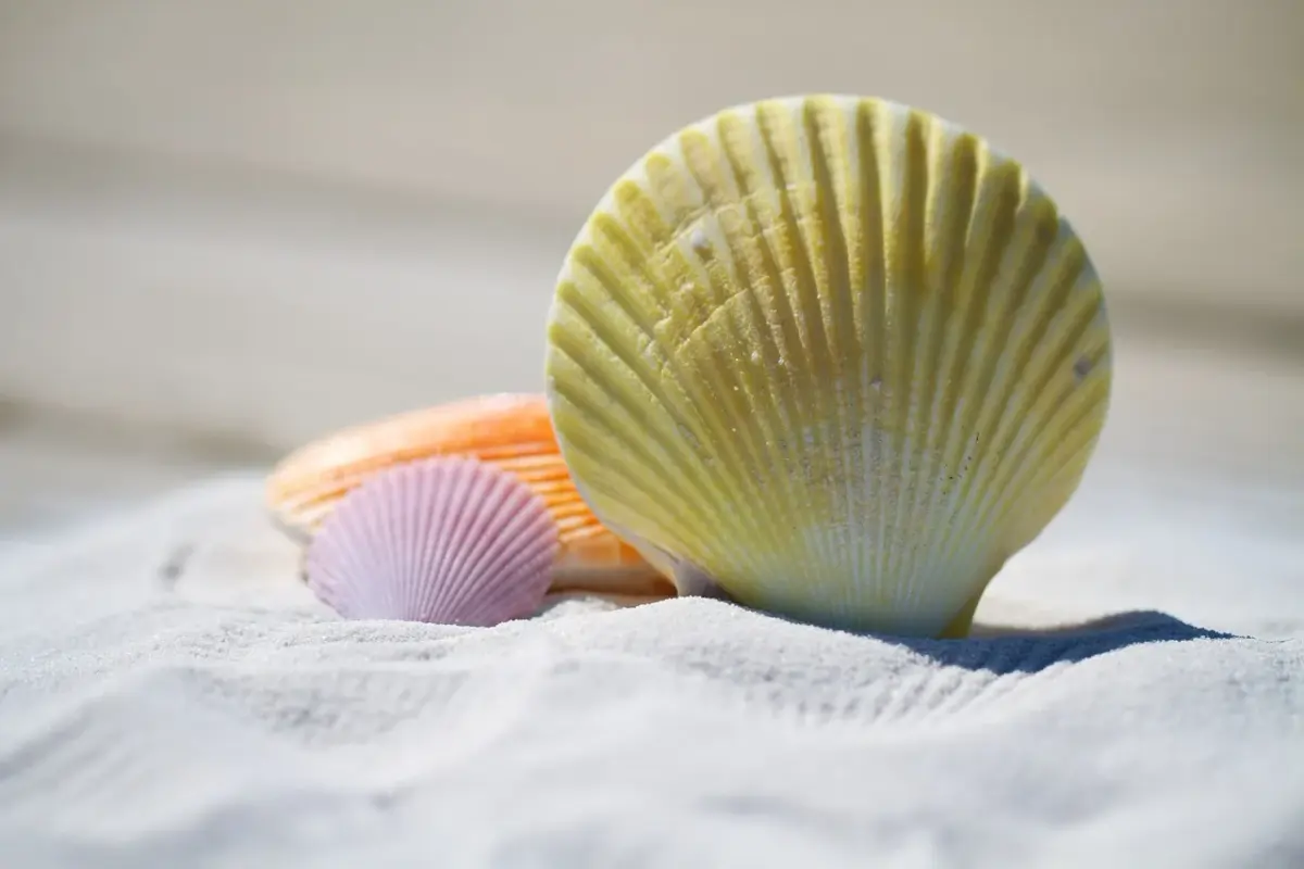 yellow-shells-792912-1280.webp