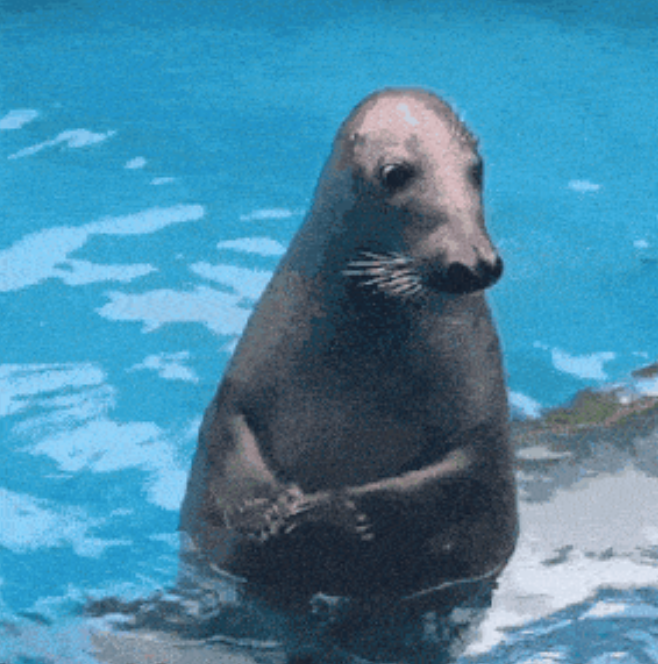 shyseal.png