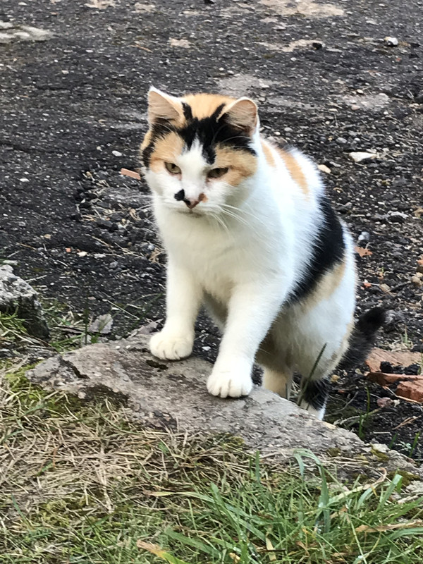 D5E8E1D3-7C93-4CEA-9E0A-BA33B611A9C2