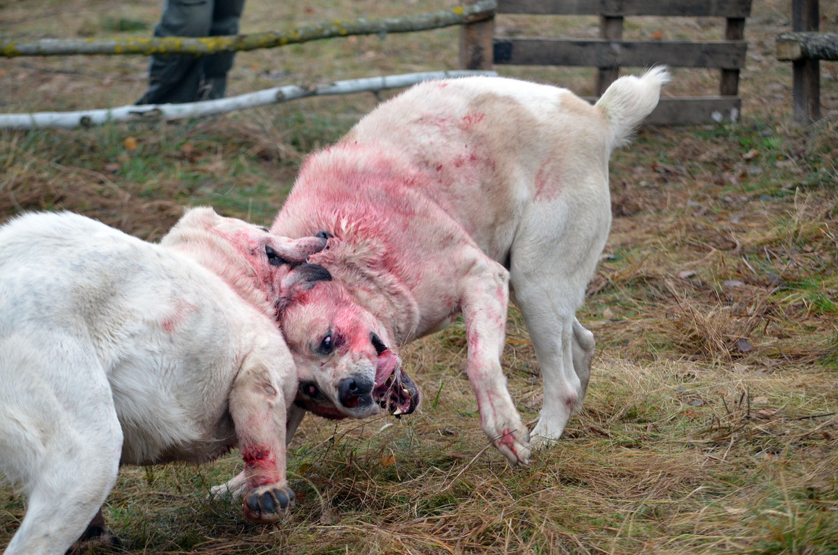 Шаман - Монгол 2 (4)