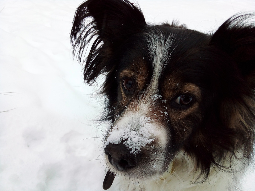 Атос зимой 221