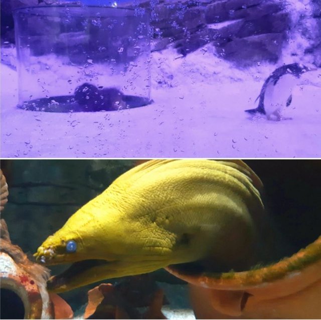 París y Eurodisney con los peques en 2022 - Blogs of France - Acuario Sea Life y más Eurodisney! (5)