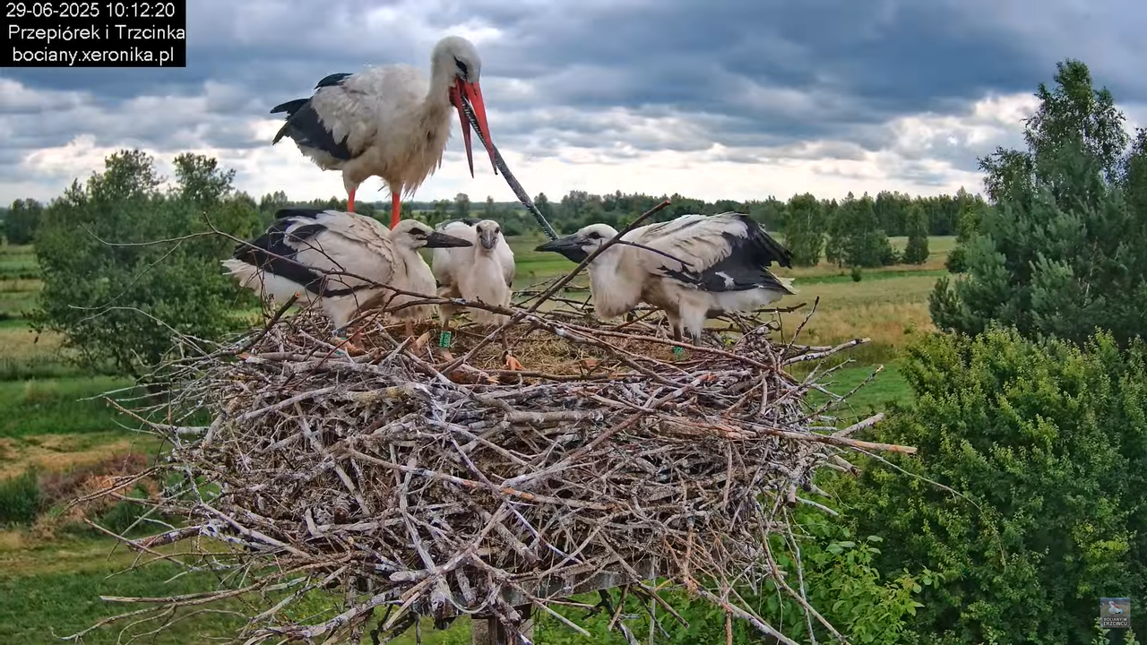 29062025bociany33