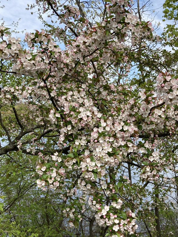 Wild Apple Flowers IMG-0270