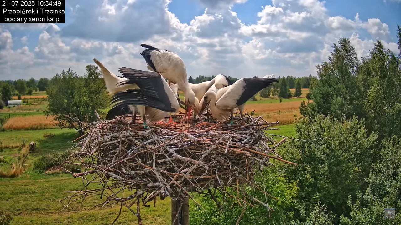 21072025bociany31