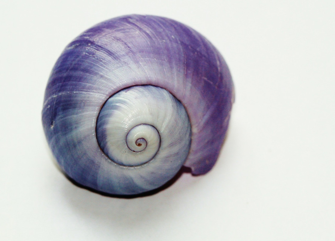 purple-snail-271975-1280.jpg