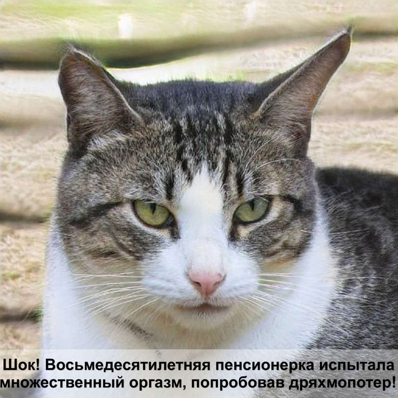 гены окраски шерсти кошек