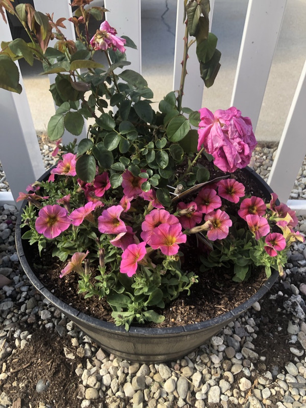 1515E22B-EBC6-42A1-8B4A-35A0F3395570_1_105_c