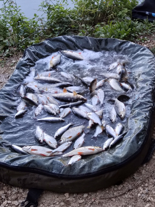 [Image: IMG-20220812-182712.jpg]