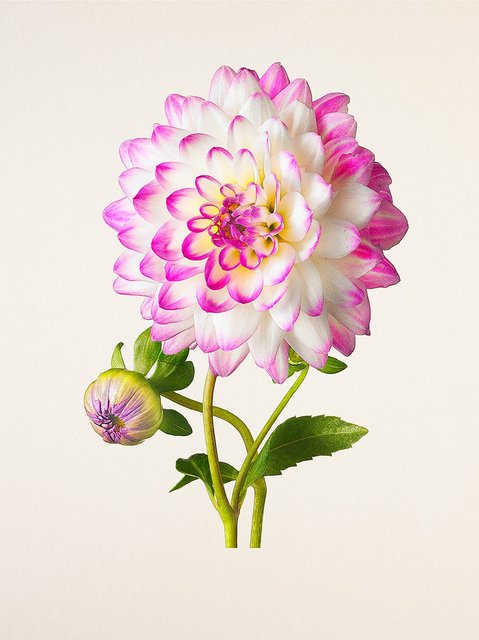 [Image: 8-D9589-CC-DE22-4-F4-E-9-E68-4-EAC7-C484071.jpg]